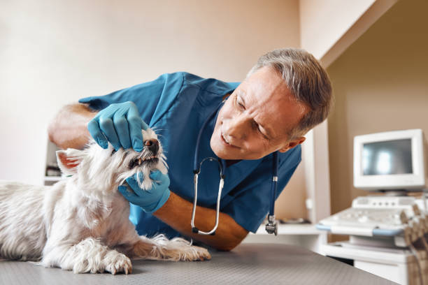 Best Emergency Dental Care for Broken or Chipped Teeth in Buzzards Bay, MA